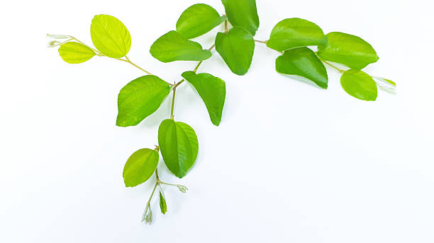 Daun Bidara: Tanaman Herbal yang Kaya Antioksidan dan Antimikroba