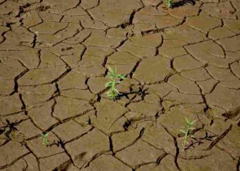 BMKG Peringatkan Kemarau 2026 Datang Lebih Cepat, Ini Dampak yang Perlu Diwaspadai Masyarakat